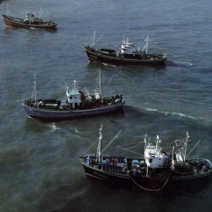 Barcos de Pesca_tcm7-281410_noticia