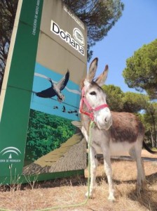 Festival del Burro