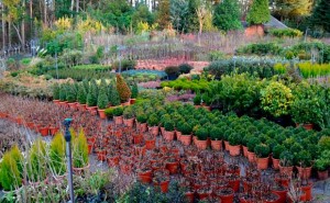 Plantas Coniferas