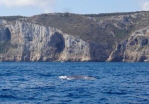 ballenas