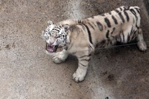 cabarceno tigre blanco