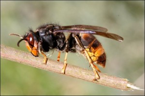 Vespa Velutina,