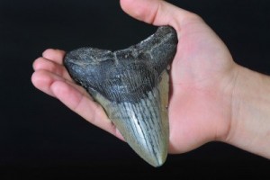 megalodon-diente-de-tiburon-prehistorico (1)