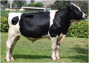 Holstein_02
