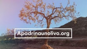 apadrinaunolivo