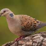 tortola europea