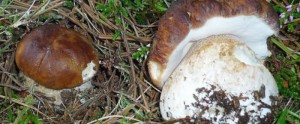 boletus3