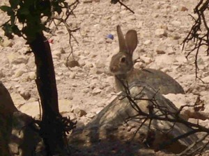 conejo