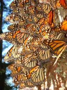 mariposas