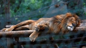 A lion sleeps inside a cage at the Caricuao Zoo in Caracas, Venezuela July 12, 2016. Picture taken July 12, 2016. REUTERS/Carlos Jasso - RTSJW8I