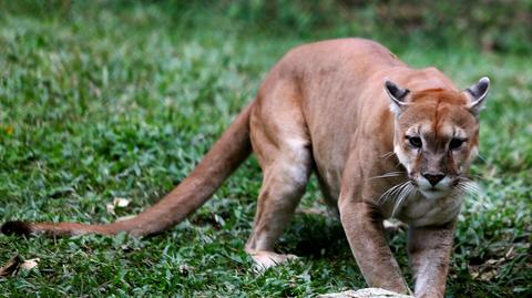 A puma pictured at the Caricuao Zoo in Caracas - Agencia de Noticias