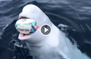 screenshot-www.que.es-2019.11.08-11_37_46