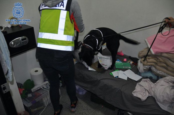 Perro-operacion-1024x679-1