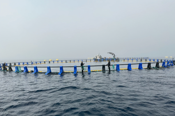 ItsasBalfego-aborda-la-ultima-fase-de-su-proyecto-de-engorde-de-atunes-09-22-2025_11_03_AM