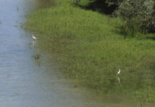 Landa Garapeneko eta Ingurumeneko Departamentuak baieztatu du Nafarroan hegazti gripearen kasu bat agertu dela hegazti basati batean