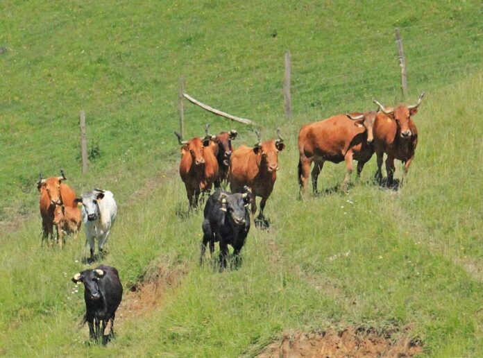 bergarako-zezenak-1024x759-1