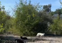 PACMA denuncia que el Ayuntamiento de Donostia vulnera la ley en el traslado de la colonia felina de ‘El Infierno’