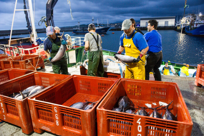 Bonito_del_norte_2025_10_31