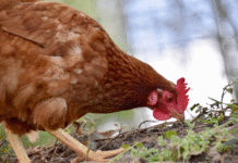 Euskadi activa medidas extraordinarias que permiten salidas controladas y seguras de aves