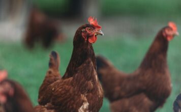 RASVE Batzordeak agindu bat onartu du hegazti-gripearen inguruko neurri berriekin