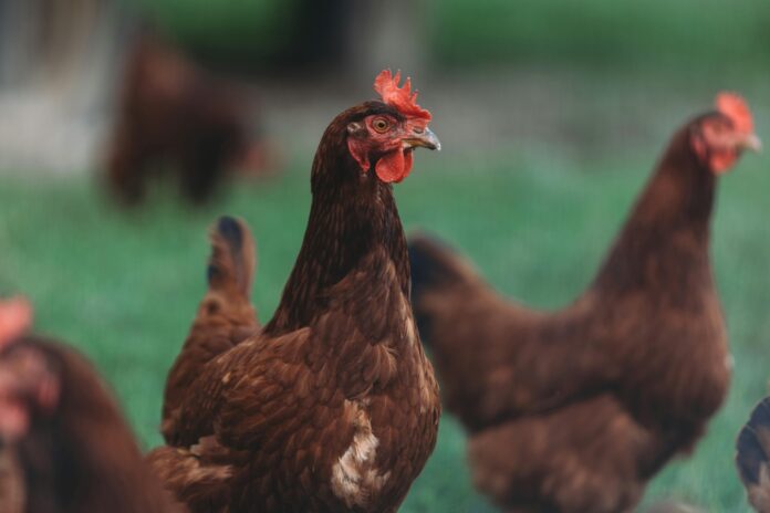 free-photo-of-aves-fotografia-de-animales-gallinas-fondo-verde
