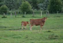El Gobierno Vasco aplica medidas más estrictas para contener la propagación de la Dermatosis Nodular Contagiosa