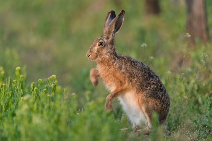Feldhase, European hare, Lepus europaeus