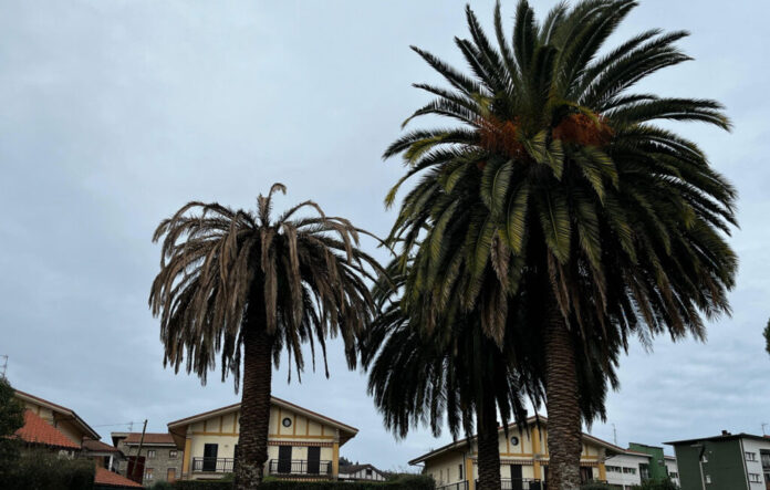 Palmondoak-Picudo-gorria-1024x652-1