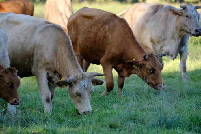 vacas