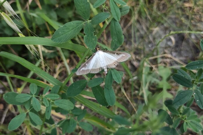polilla