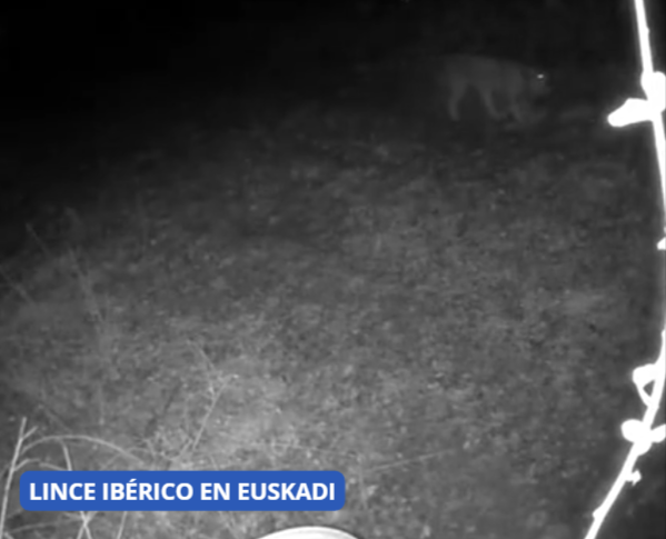 LINCE-IBERICO-EN-EUSKADI-Video-07-21-2026_10_15_AM