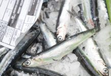 La flota vasca roza el límite de su cuota de anchoa y encabeza las capturas de bonito en el Estado