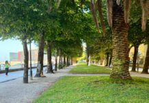 Donostiako Udalak Frantzia pasealekuan zuhaitzak zaintzeko eta segurtasuna indartzeko lanak egingo ditu