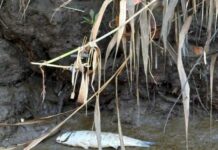 Eguzki denuncia la muerte de fauna silvestre en el río Urumea tras un nuevo vertido de gasoil