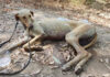 PACMA convoca una concentración en Donostia para exigir la inclusión de los perros de caza en la Ley de Bienestar Animal